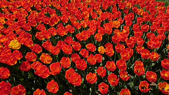 Tulips farm, red, orange, plants HD wallpaper