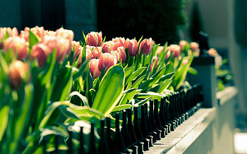 Plants, Flowers, Tulips HD wallpaper