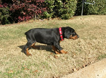 Puppy Rottie, dogs, animals, rottweilers HD wallpaper