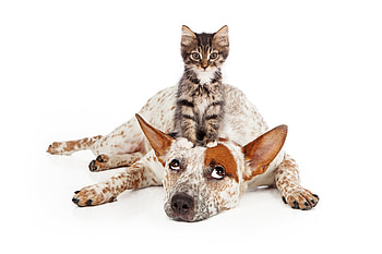 The best mattress for a kitten, dog, kitten, sweet, animal, white, situation, cute, cat, pisica, couple, face, funny, caine HD wallpaper