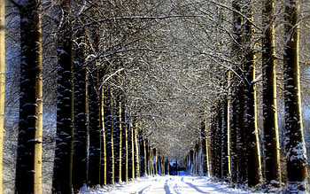 WINTER DREAM, winter, trees, alley, road, forest HD wallpaper