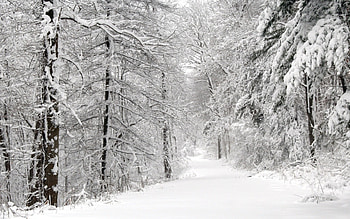 Landscape, Winter, Nature, Trees, Roads, Snow, Fir-Trees HD wallpaper