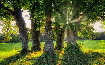 Trees and Sunbeams, sunshine, shadows, sunbeams, trees HD wallpaper