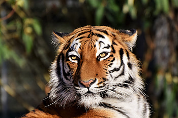 Tiger, wild cat, muzzle, predator, portrait HD wallpaper
