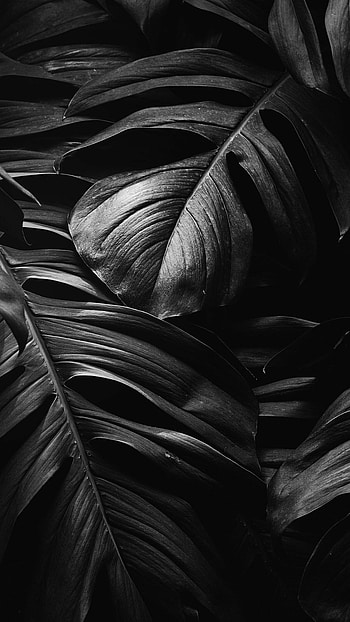 Monstera, Leaves HD phone wallpaper