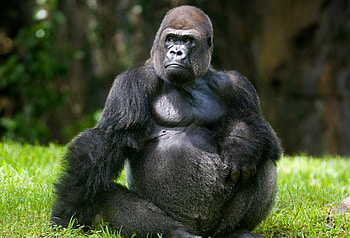 Gorilla aficionado, Incredible , Ape kingdom, Wildlife fascination HD wallpaper