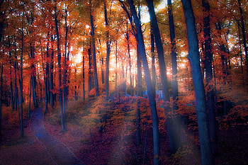 Shards of light, sunlight, trees, colors, autumn, shafts of light, forest HD wallpaper