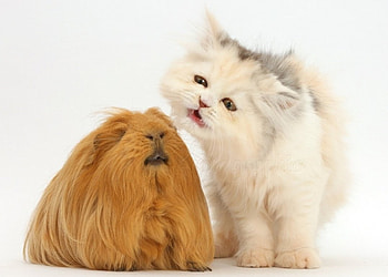 Persian kitten and Guinea pig, kitten, animals, cats, Persian, Guinea pig HD wallpaper