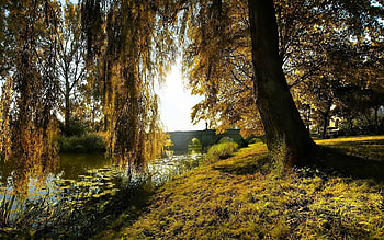 Willow , Nature's elegance, Serene beauty, Enchanting atmosphere HD wallpaper