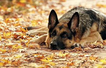 On autumn leaves, dog, color, expression, , new HD wallpaper