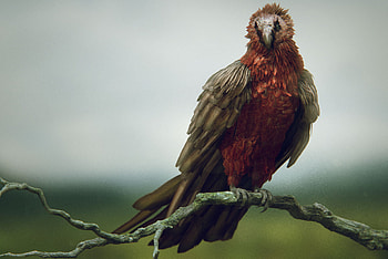 Bearded Vulture, Artstation, Bearded Vulture front, Bearded Vulture HD wallpaper
