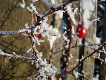 Snow, Briar, Macro, Branch, Frost, Hoarfrost HD wallpaper