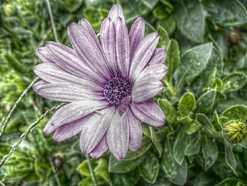 Purple flower, purple, flowers HD wallpaper