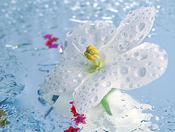 Fresh Spring, white, drops, cute, flowers, fresh, lovely HD wallpaper
