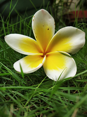 Plumeria flower , Nature's beauty, Captured artistry, Beautiful floral capture HD phone wallpaper