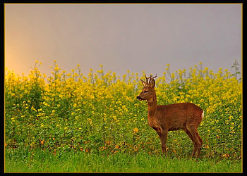Little Deer, beautiful, , deer, little HD wallpaper