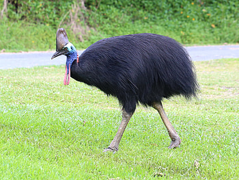 Majestic cassowary, Exotic bird species, Unique Australian wildlife, Vibrant plumage HD wallpaper