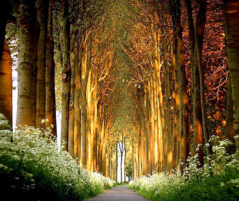 Sentries, branches, grass, tall trees, sunlight HD wallpaper