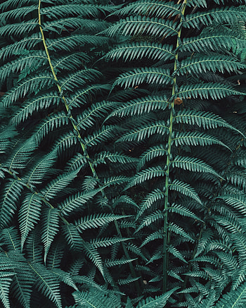 Nature, Leaves, Plant, Fern, Carved HD phone wallpaper