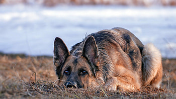 German Shepherd, Loyal companion, Protective nature, Intelligent breed HD wallpaper