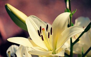 Plant, Macro, Petals, Lily HD wallpaper