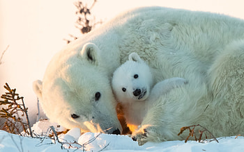 Polar Bear and Cub, animal, cub, bear, polar bear HD wallpaper