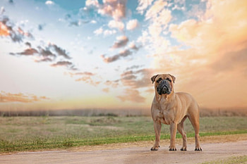 ✿⊱•╮Dog ╭•⊰✿, dog, animal, dogs, animals HD wallpaper