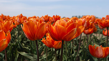 Close up, orange tulips HD wallpaper