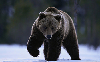 Winter big bear, winter, urs, bear, iarna HD wallpaper