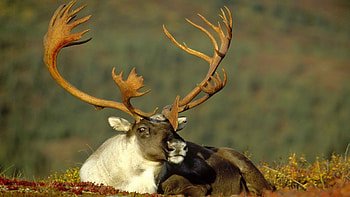 Alaska, Caribou HD wallpaper