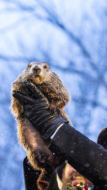 Groundhog Day HD phone wallpaper
