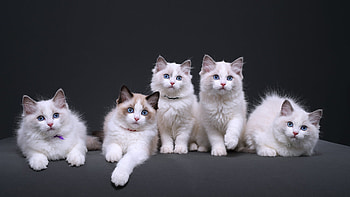 Cats, animal, kitten, kitty HD wallpaper