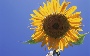 Radiant Sunflower - Nature's Golden, nature, sunflower HD wallpaper