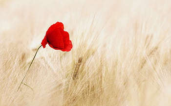A lone red poppy blooms gracefully in a golden wheat field, symbolizing peace. HD wallpaper