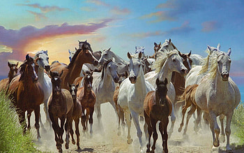 Galloping Horses, horses, galloping, pretty, animals, , wild HD wallpaper