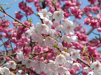 Flowers, Close-Up, Branches, Bloom, Flowering, Spring, Kidney, Kidneys HD wallpaper