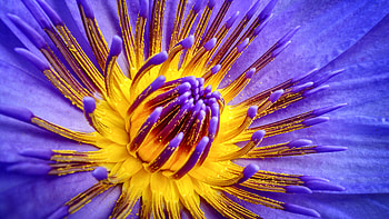 Blue/Purple Waterlily FC, graphy, floral, beautiful, romance, beauty, wide screen, flower, love, , waterlily HD wallpaper