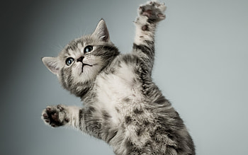 Animals, Cat, Kitty, Kitten, Grey, Paws HD wallpaper