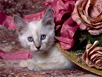 Siamese Kitten, animal, kitten, siamese, cute, cat HD wallpaper
