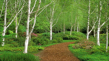 Green Forest, trees, forests, nature, path HD wallpaper