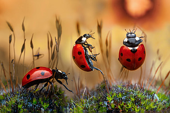 LadyBugs, grass, Animal, insect HD wallpaper