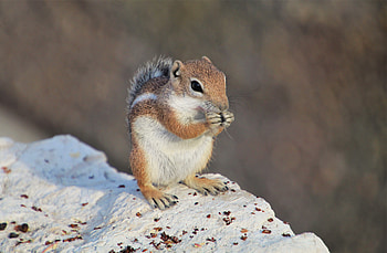 Animals, Rock, Fluffy, Stone, Animal, Rodent, Chipmunk HD wallpaper