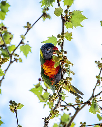 Animals, Sky, Parrots, Wood, Multicolored, Motley, Tree, Branches HD phone wallpaper