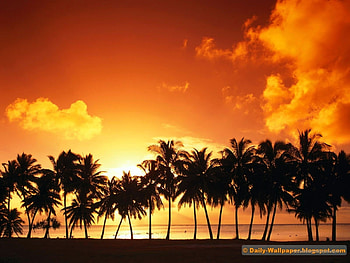 Landscape, Trees, Sunset, Sky, Palms HD wallpaper