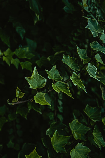 Nature, Leaves, Plant, Branch HD phone wallpaper
