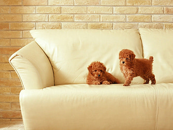 Animals, Couple, Pair, Sofa, Toddlers, Kids, Puppies HD wallpaper