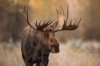 Survival tales, Campsite encounter, Moose's rampage, Adventurous story HD wallpaper