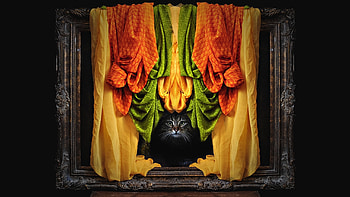 Kitten, curtains, frame HD wallpaper