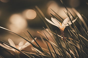 A delicate white crocus flower blooming with soft bokeh and muted tones. HD wallpaper