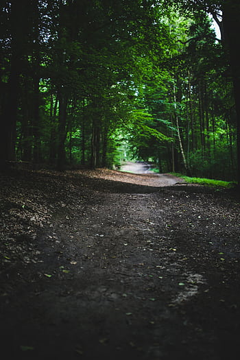 Peaceful forest trail surrounded by lush green trees, ideal for nature walks and exploration. HD phone wallpaper